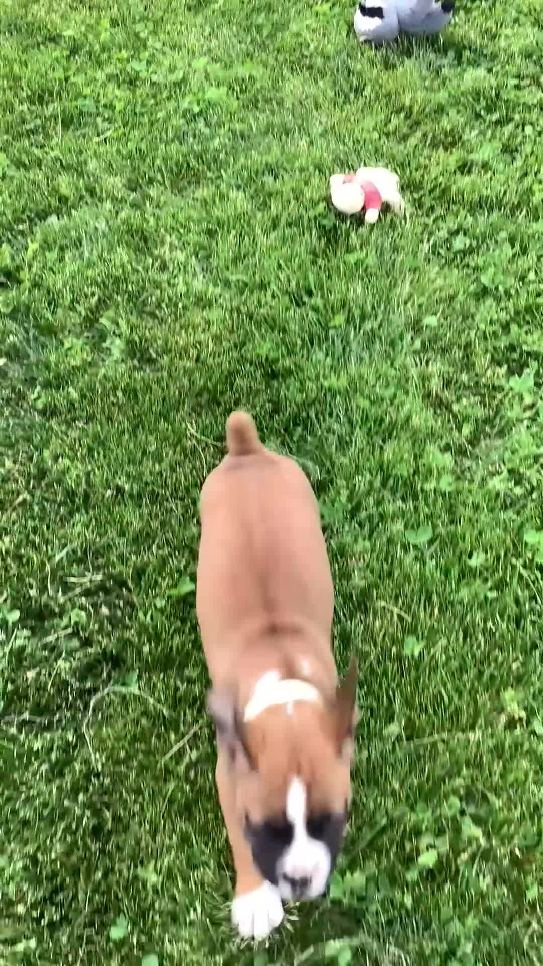 Boxer dogs for sale: Boxer Puppy 1  Lynn - Video 2