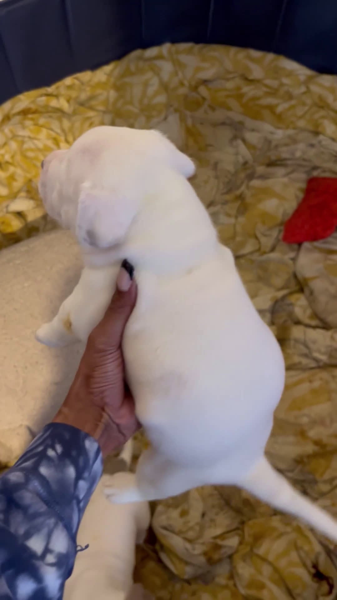 American Bully dogs for sale: American Bully Puppy 5 - Video 1