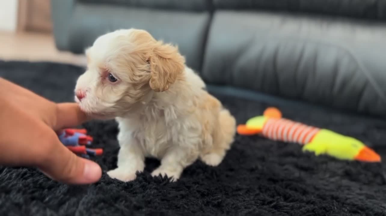 Havanese dogs for sale: Rayne - Video 1
