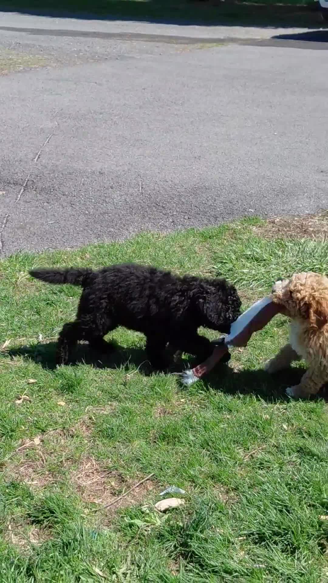 Mini Goldendoodle dogs for sale: Mini Goldendoodle Puppy CHELSEA - Video 1