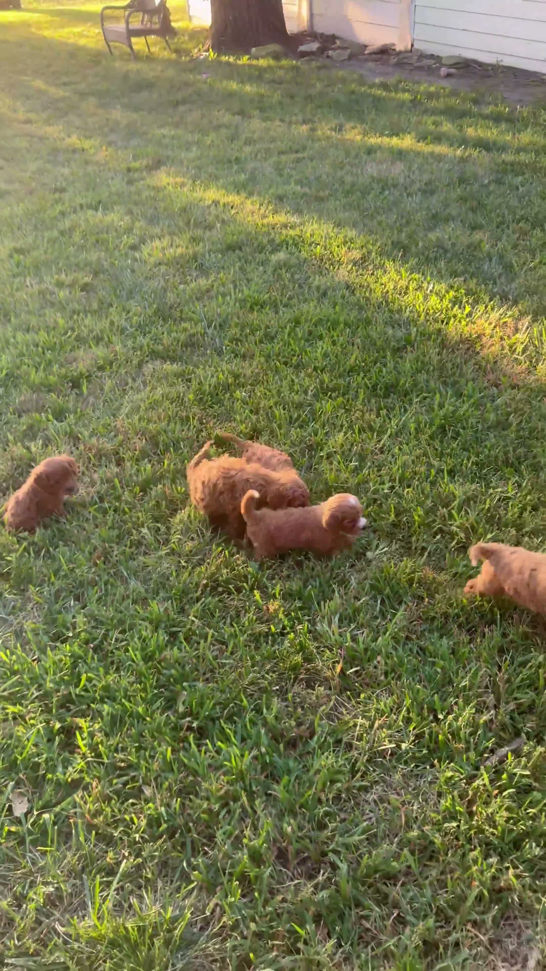 Cavapoo dogs for sale: Cavapoo 3 - Video 1