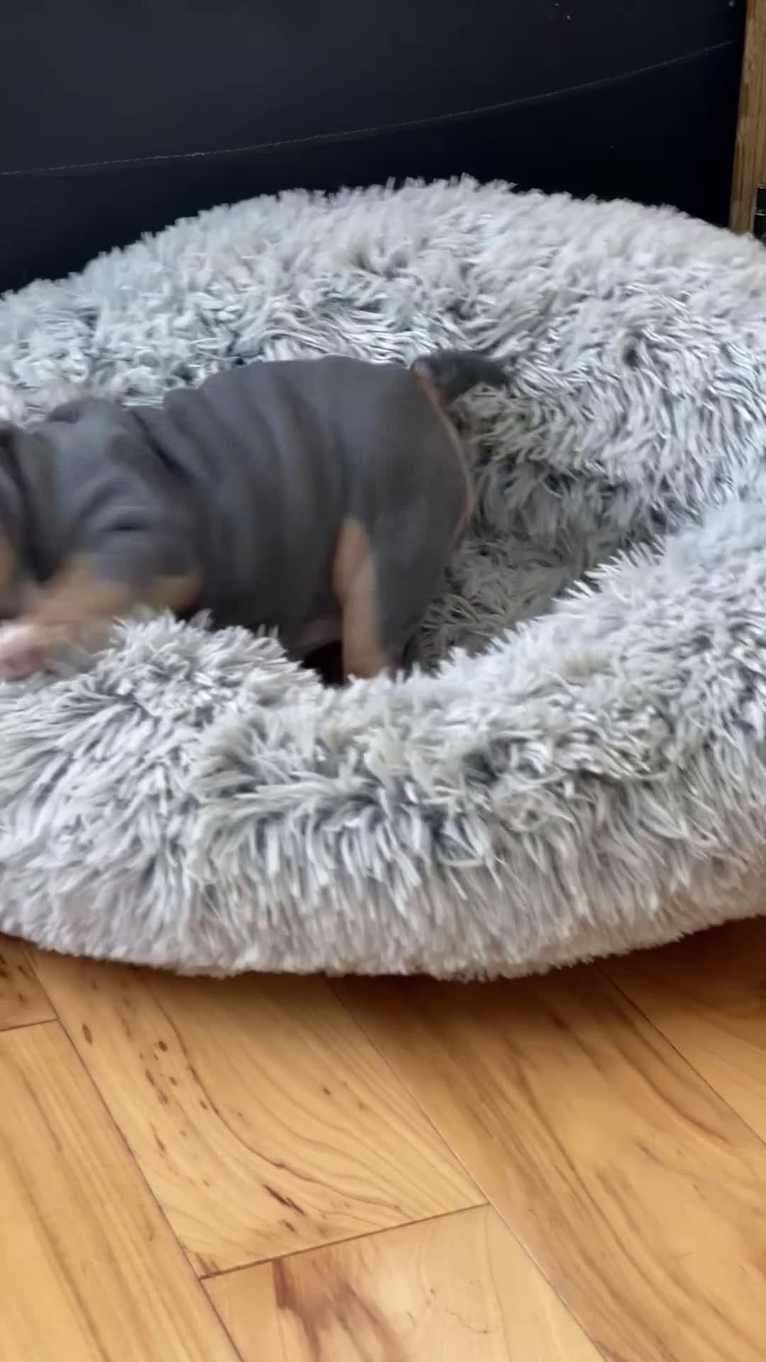 English Bulldog dogs for sale: Chloe - Video 1