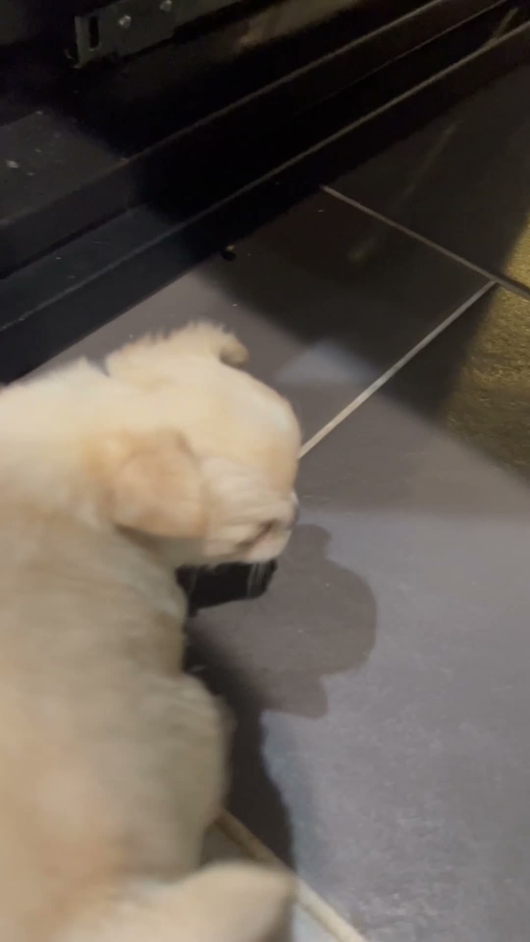 Chihuahua dogs for sale: Sunny - Video 1