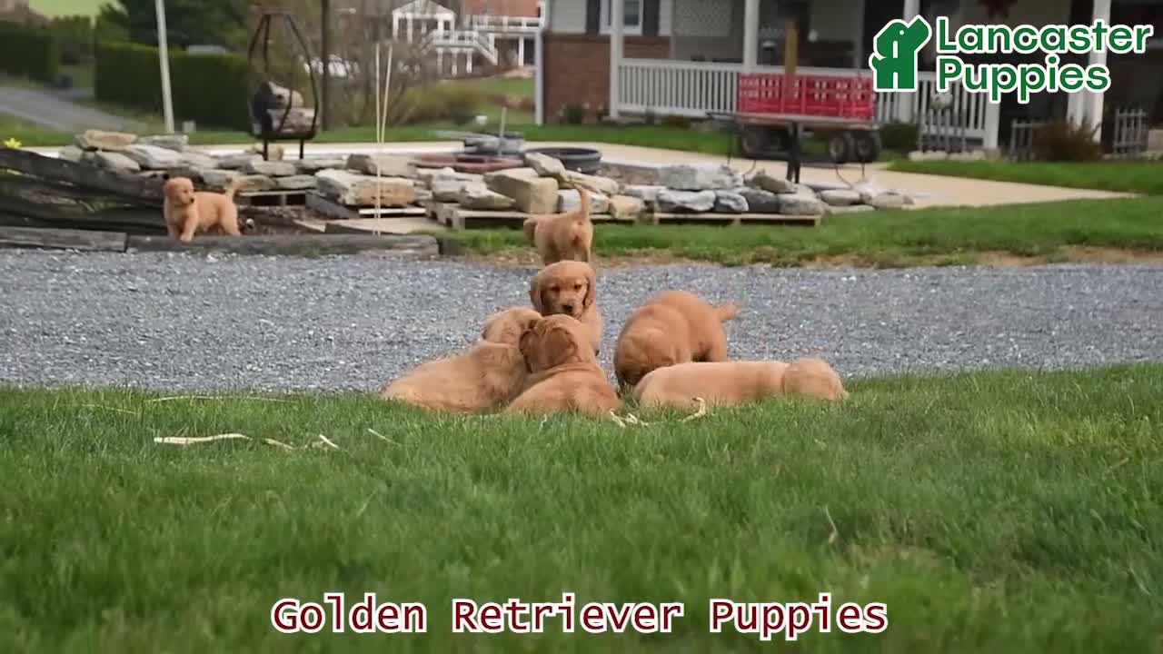 Golden Retriever dogs for sale: Bella   - Video 1