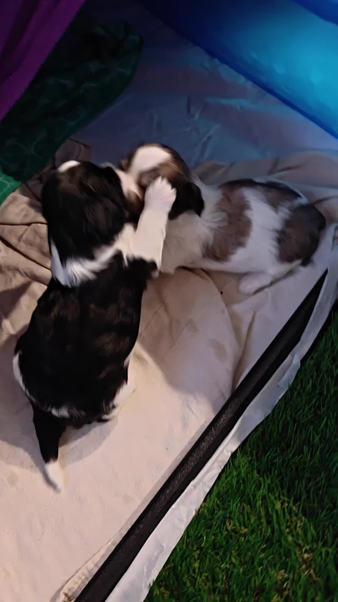 Mixed Breed dogs for sale: Coffee - Video 1