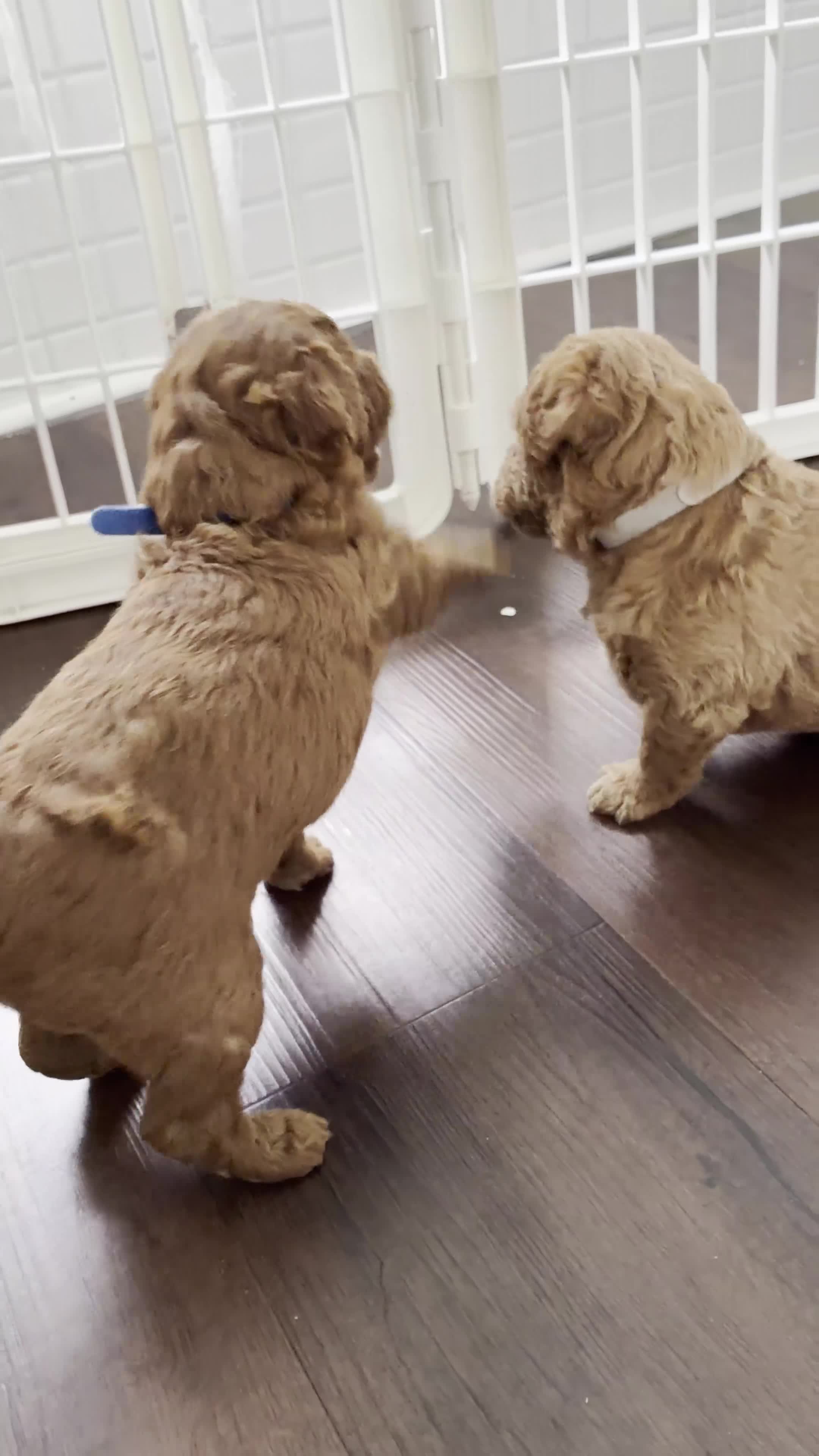 Double Doodle dogs for sale: Name: To be Decided - Video 1