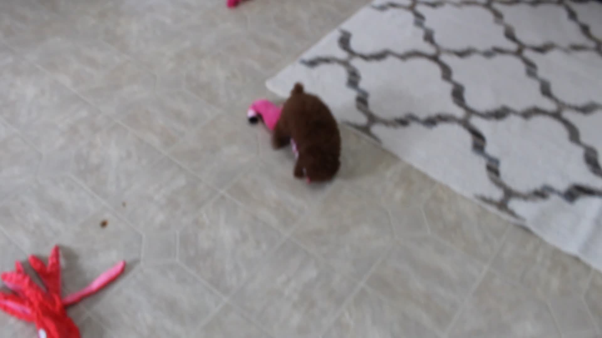 Toy Poodle dogs for sale: Mia - Video 2