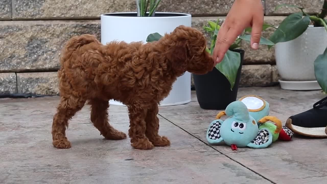 Maltipoo dogs for sale: Indie - Video 1