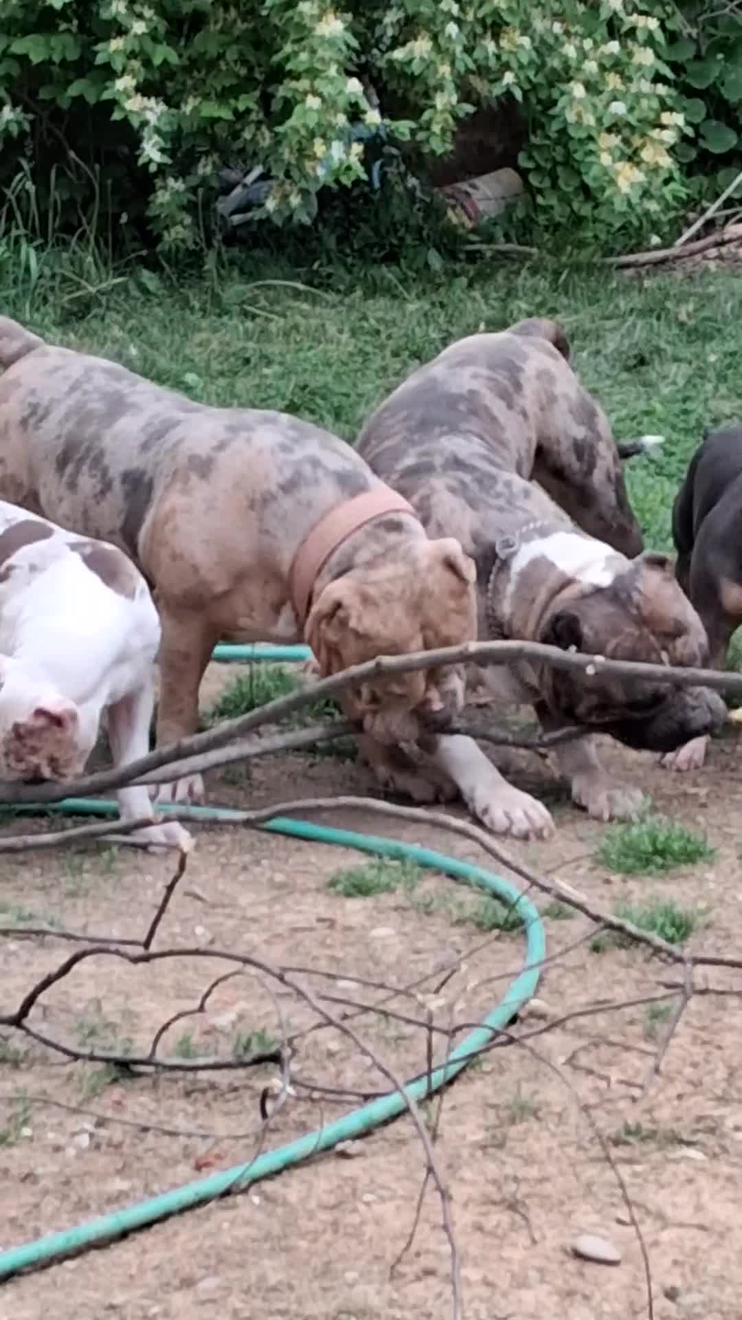 American Bully dogs for sale: American Bully Puppy 1 - Video 1