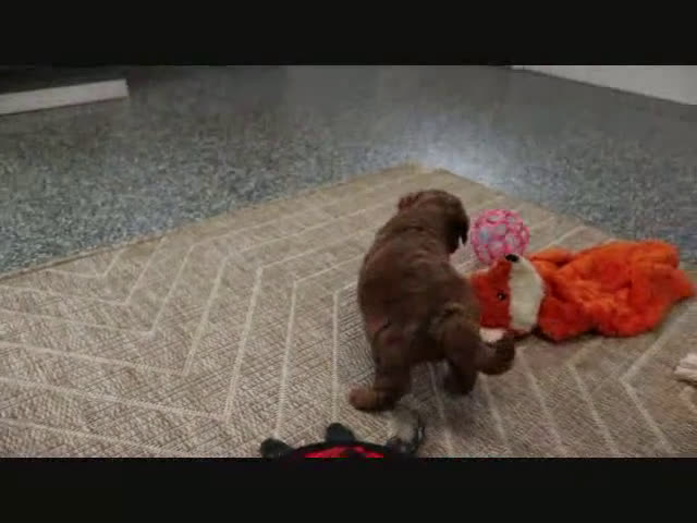 Mini Goldendoodle dogs for sale: Bella - Video 3