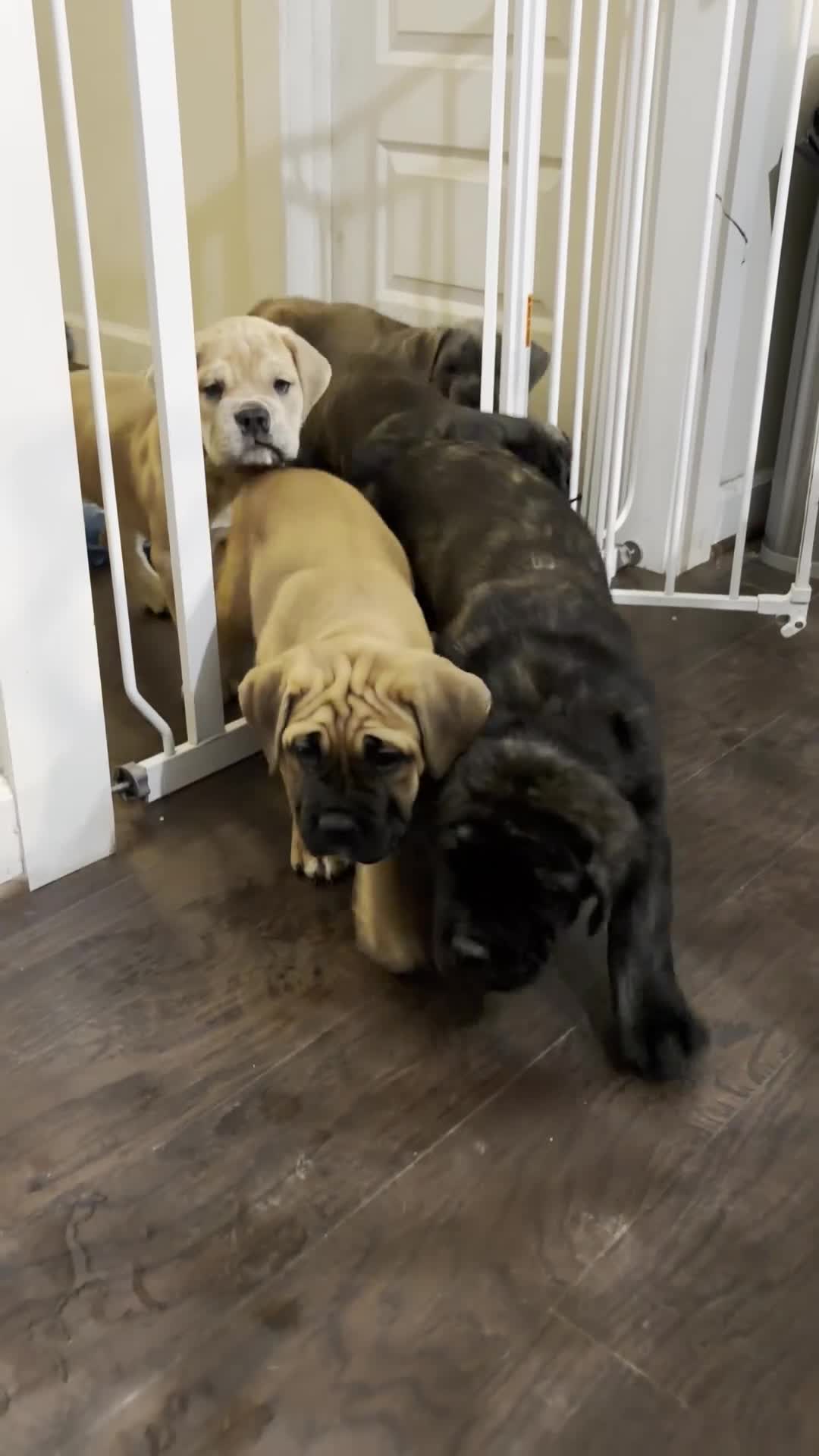 Cane Corso dogs for sale: "Red" - Video 1