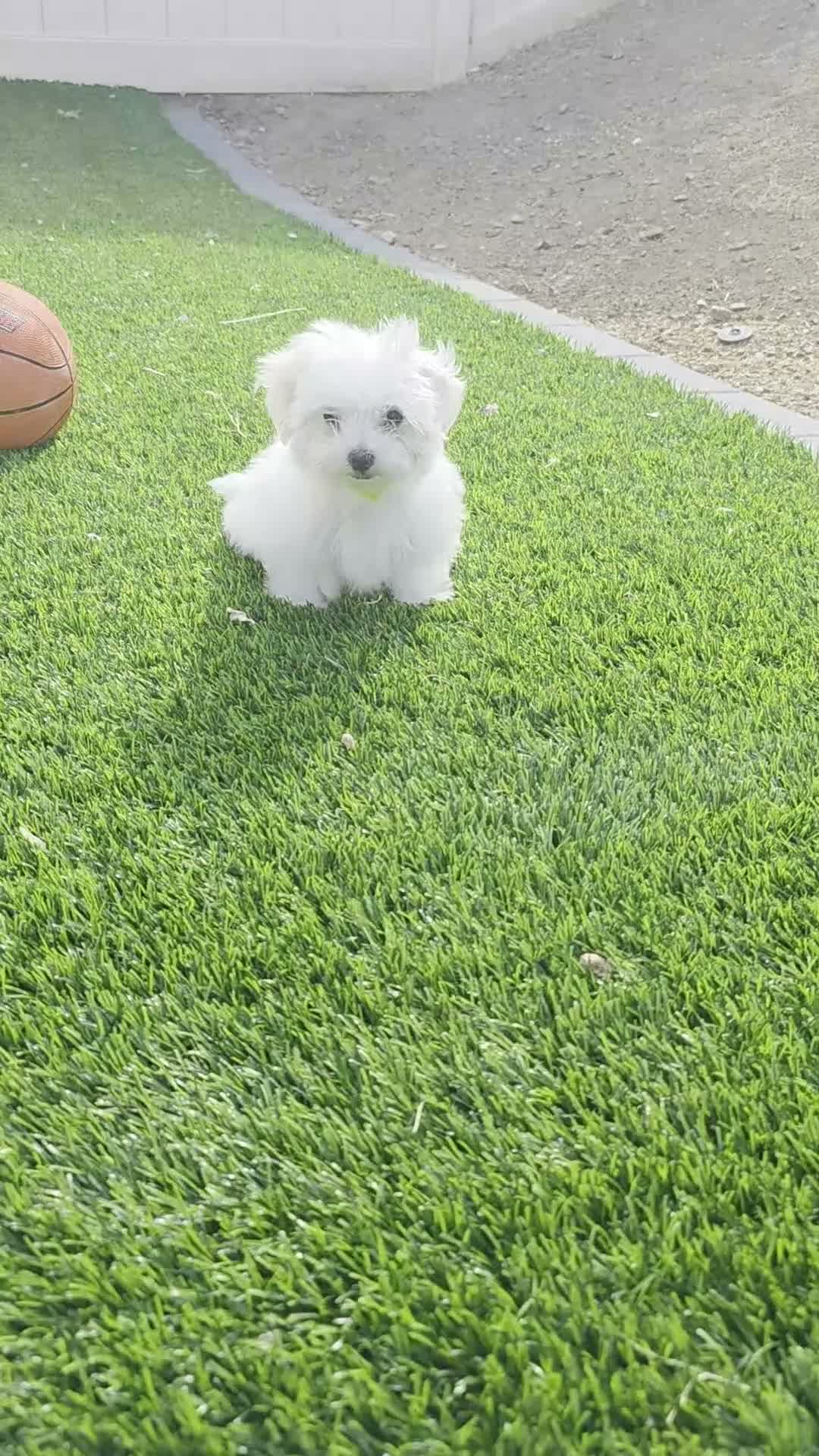Maltese dogs for sale: Loki - Video 2
