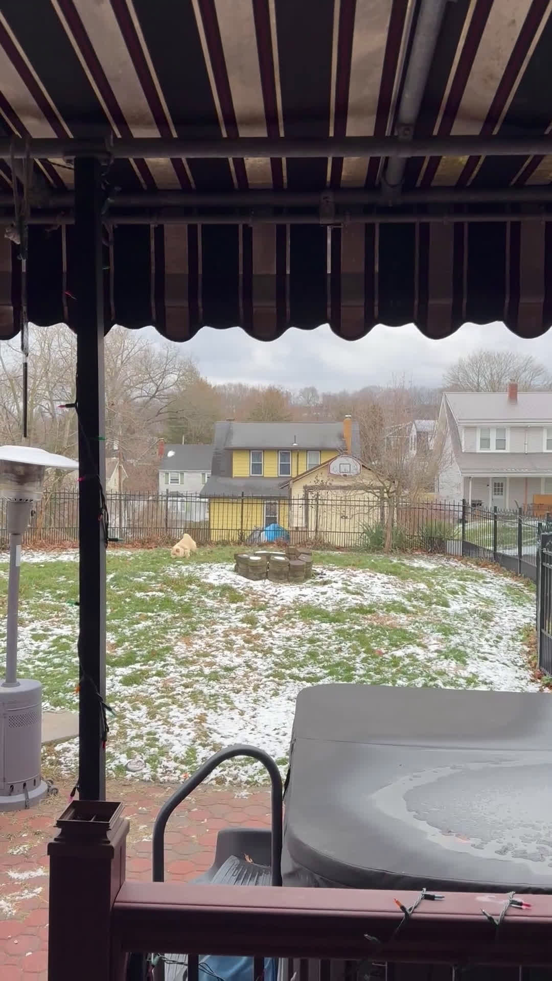 Chow Chow dogs for sale: Chow Chow  - Video 2