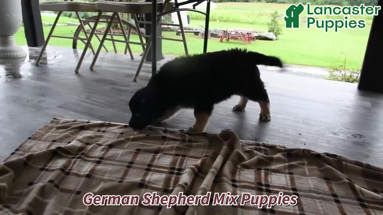 Mixed Breed dogs for sale: Buddy - Video 1