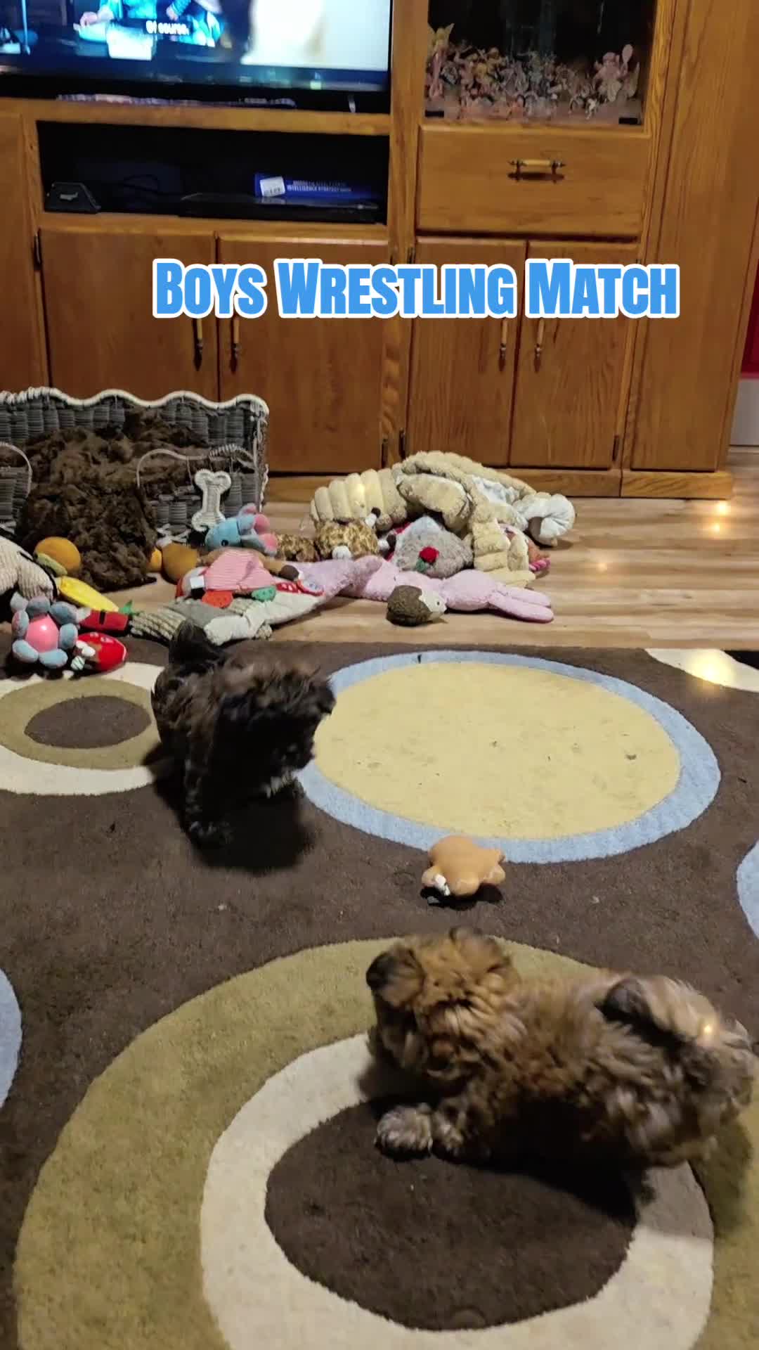 Yorkiepoo dogs for sale: Yorkiepoo Puppy 2 - Video 2