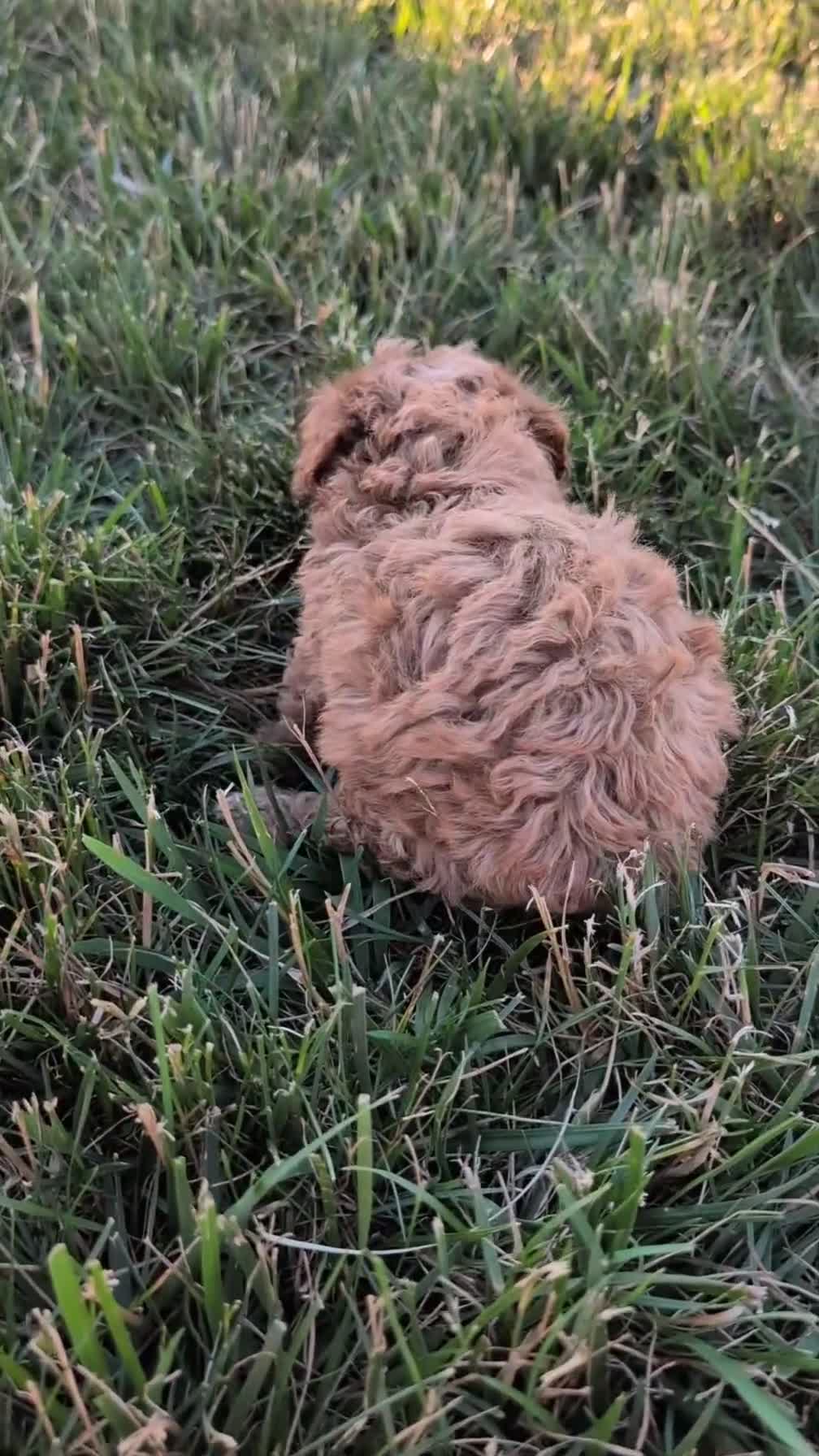 Miniature Poodle dogs for sale: Hazel - Video 1