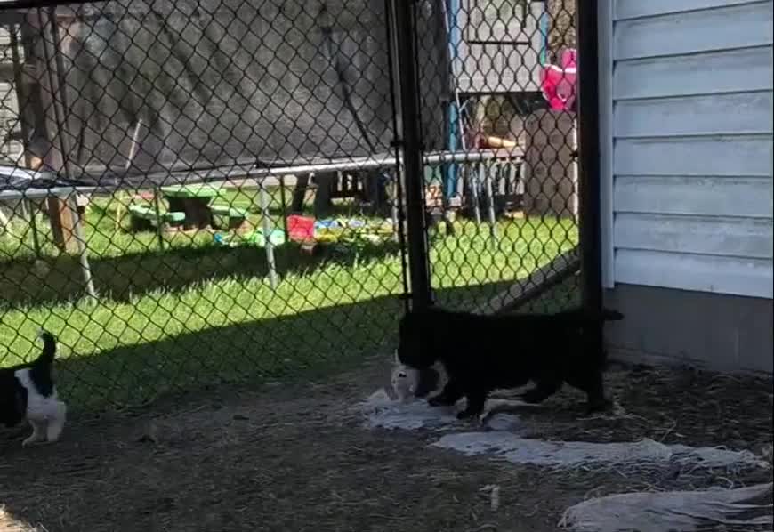 Newfoundland dogs for sale: Green collar - on hold  - Video 1