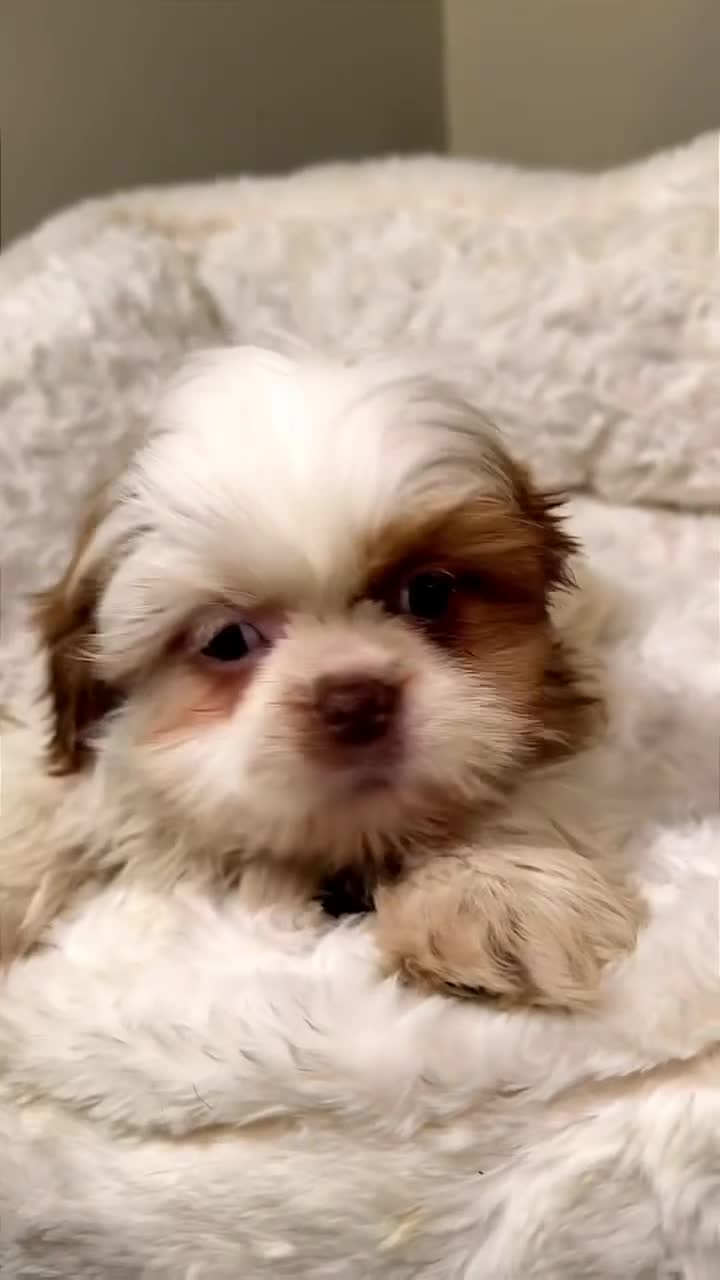 Shih Tzu dogs for sale: Teddy  - Video 1