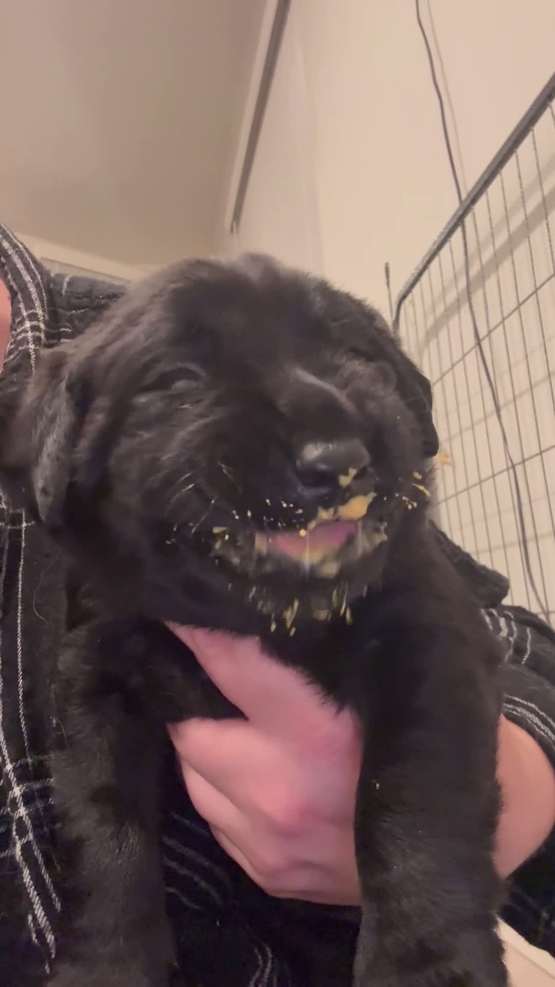 Labrador Retriever dogs for sale: Silver collar boy - Video 1