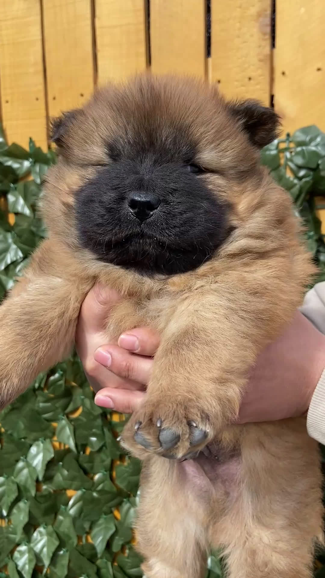 Chow Chow dogs for sale: Chow Chow Puppy 3 - Video 1