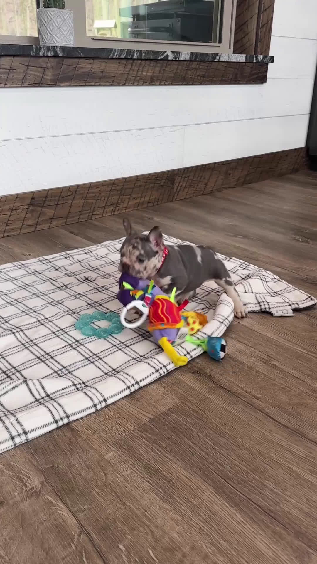 French Bulldog dogs for sale: Smokey  - Video 1