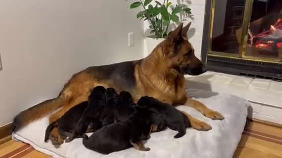 German Shepherd dogs for sale: Ranger - Video 1