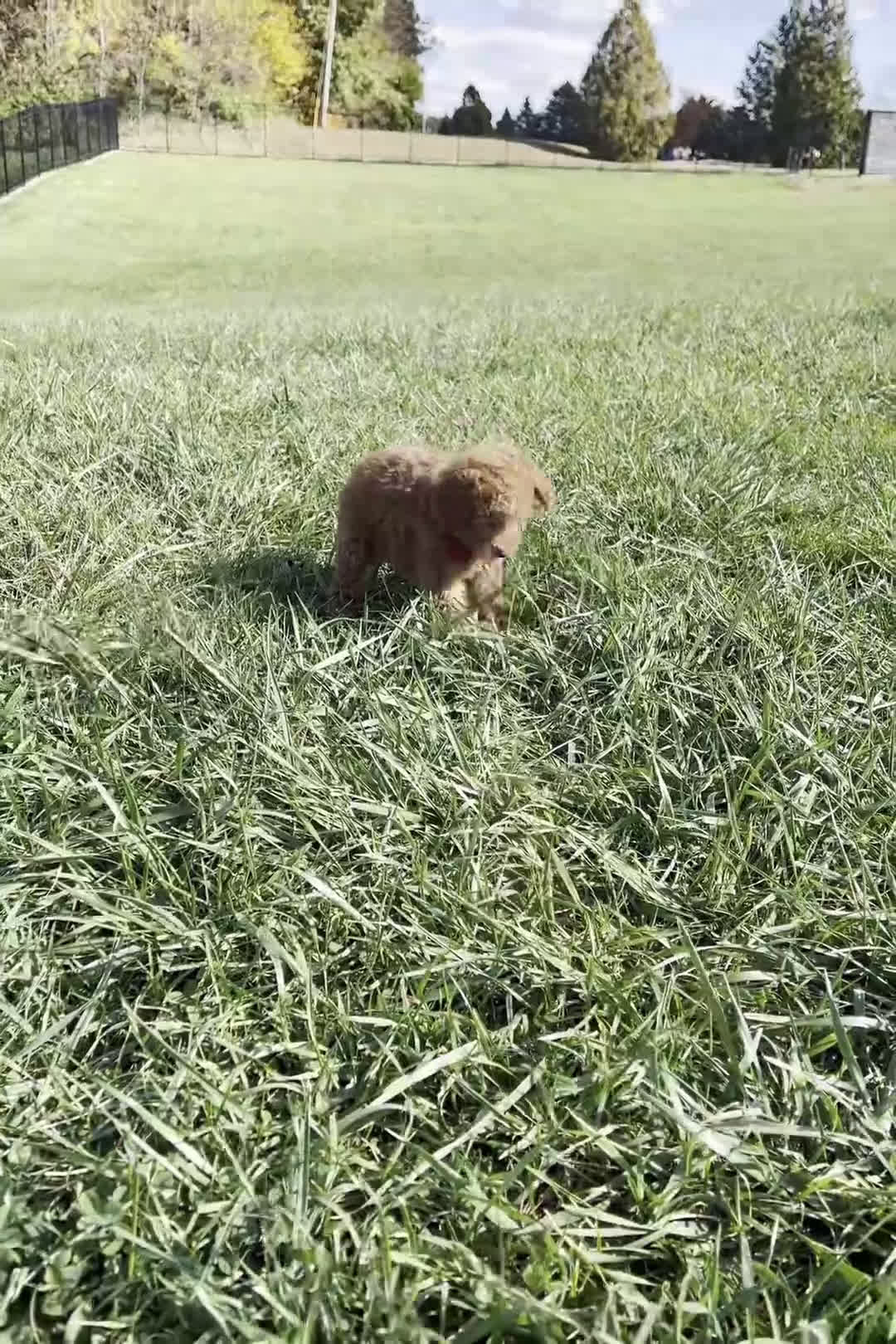 Toy Poodle dogs for sale: DeeDee - Video 1