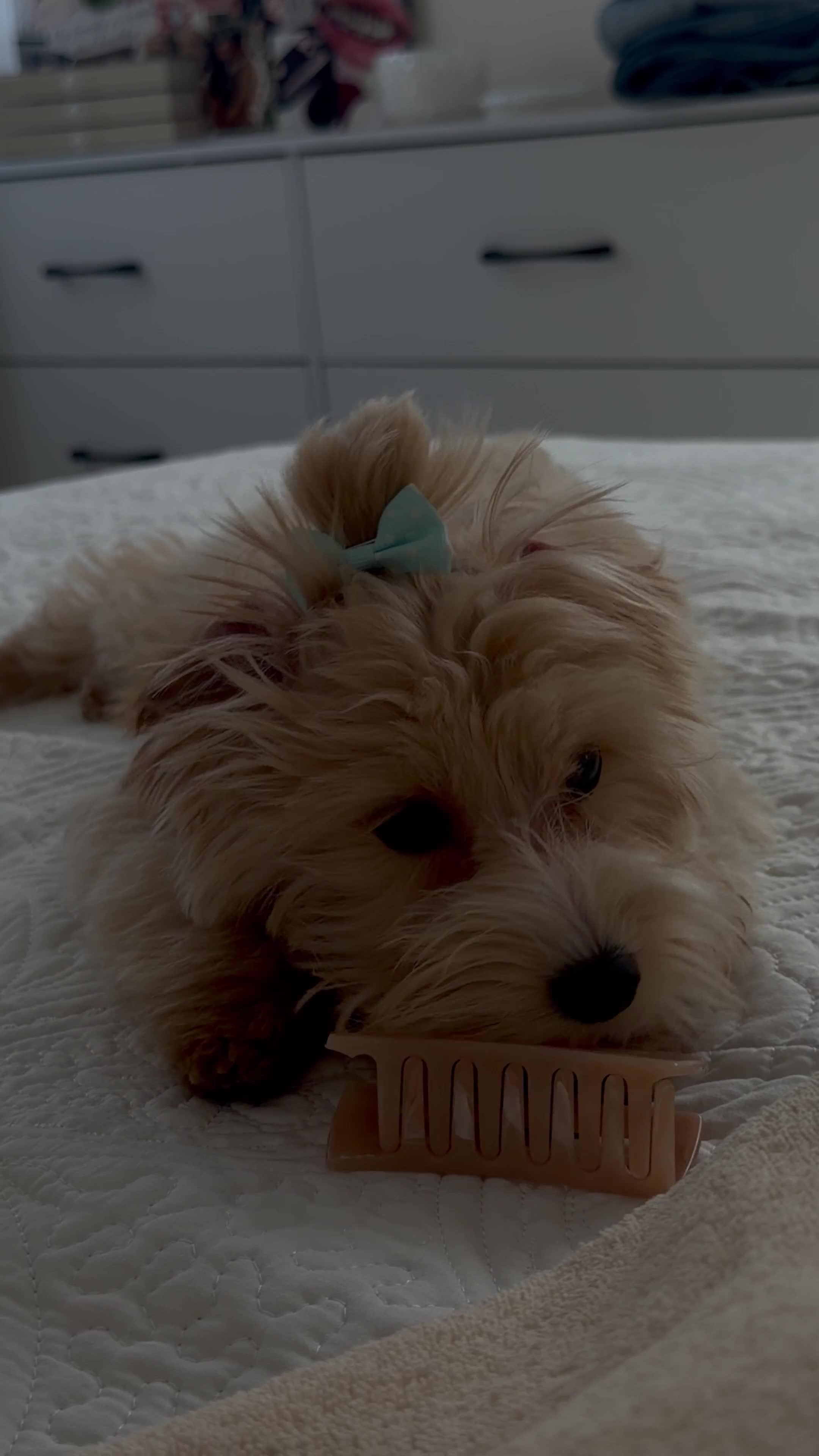 Maltipoo dogs for sale: Maltipoo 1 - Video 1
