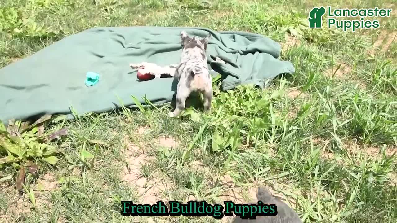 French Bulldog dogs for sale: Dolly - Video 1