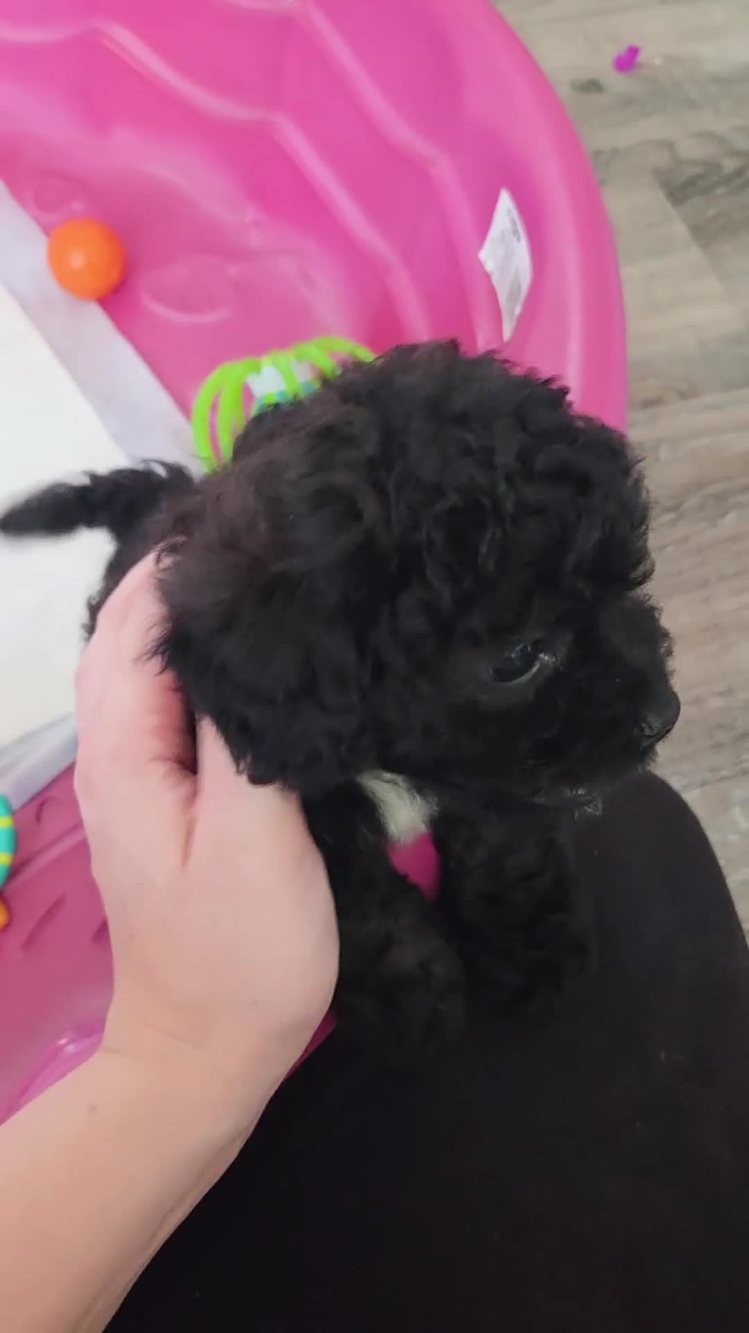 Shihpoo dogs for sale: Lucy - Video 1