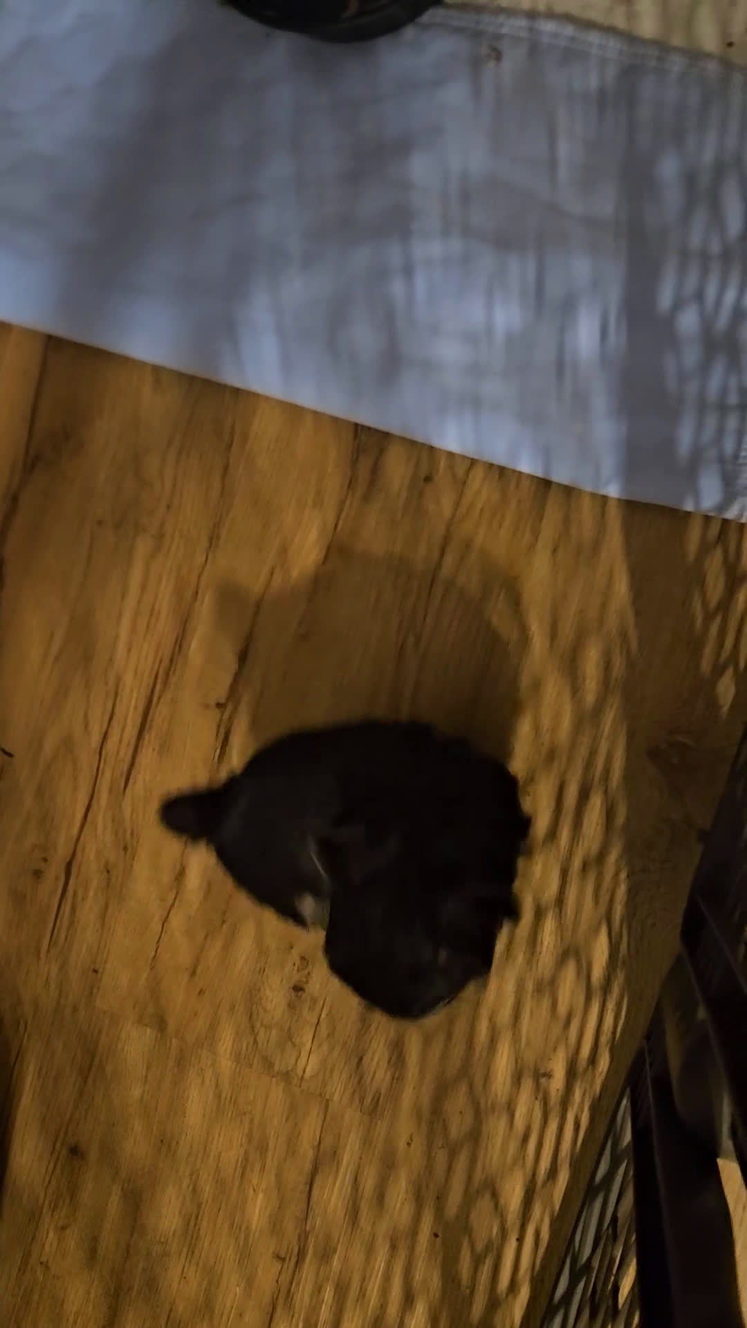 Yorkshire Terrier dogs for sale: Bailey (tcup size) - Video 2