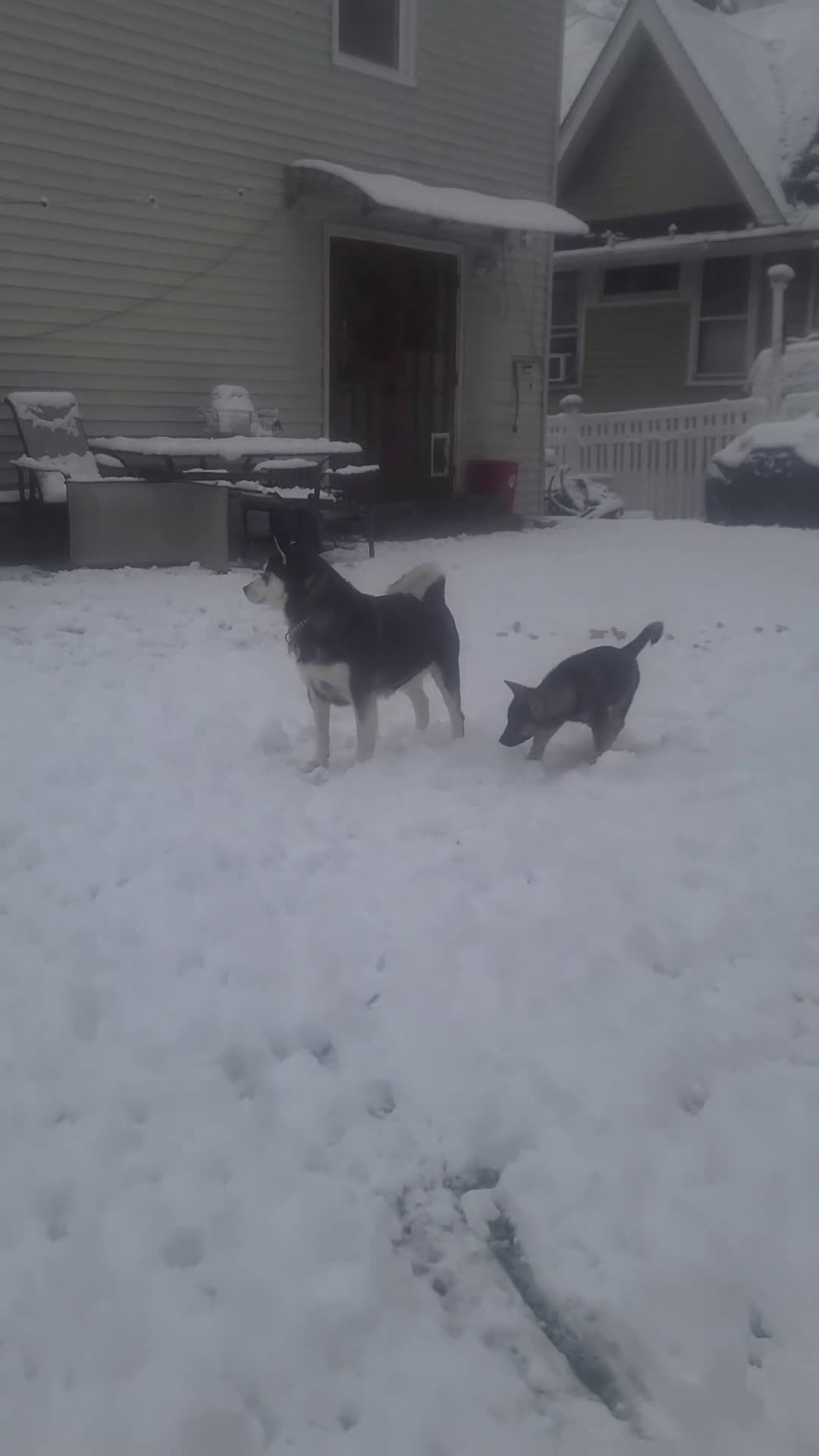 Pomsky dogs for sale: Lucky - Video 2