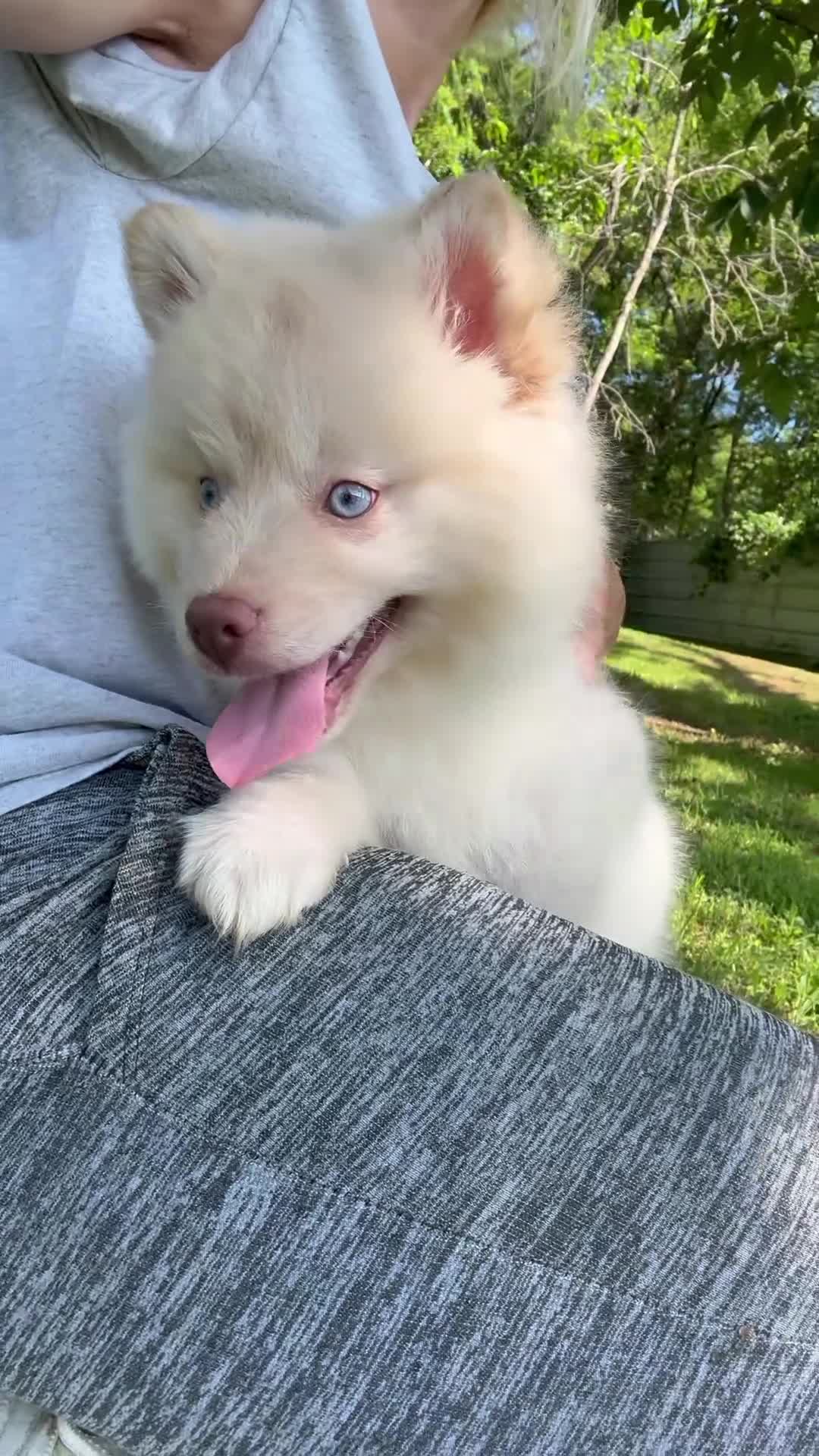 Pomsky dogs for sale: Cotton - Video 1