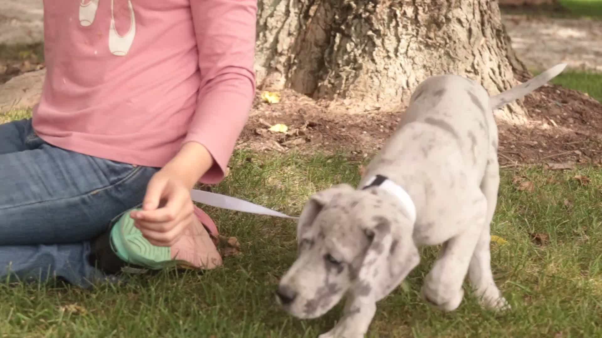 Great Dane dogs for sale: Beatrice Great Dane  - Video 2