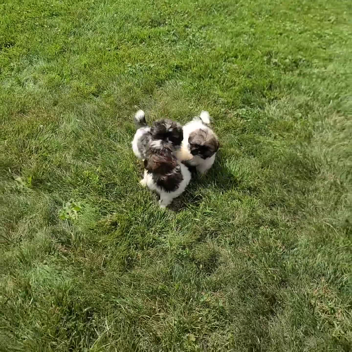 Shih Tzu dogs for sale: Misty - Video 1