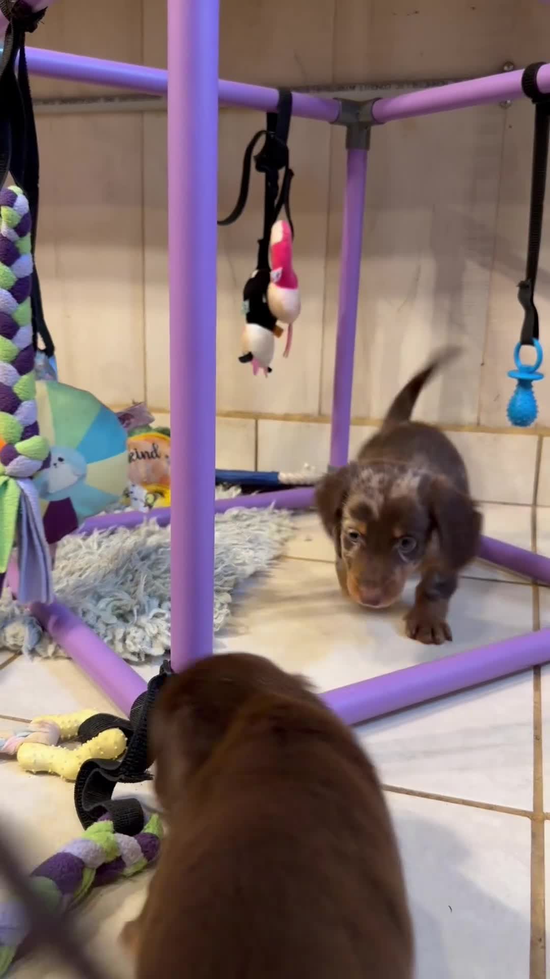 Miniature Dachshund dogs for sale: ACA Everest LH male PRA clear OFA Chic Parents - Video 1