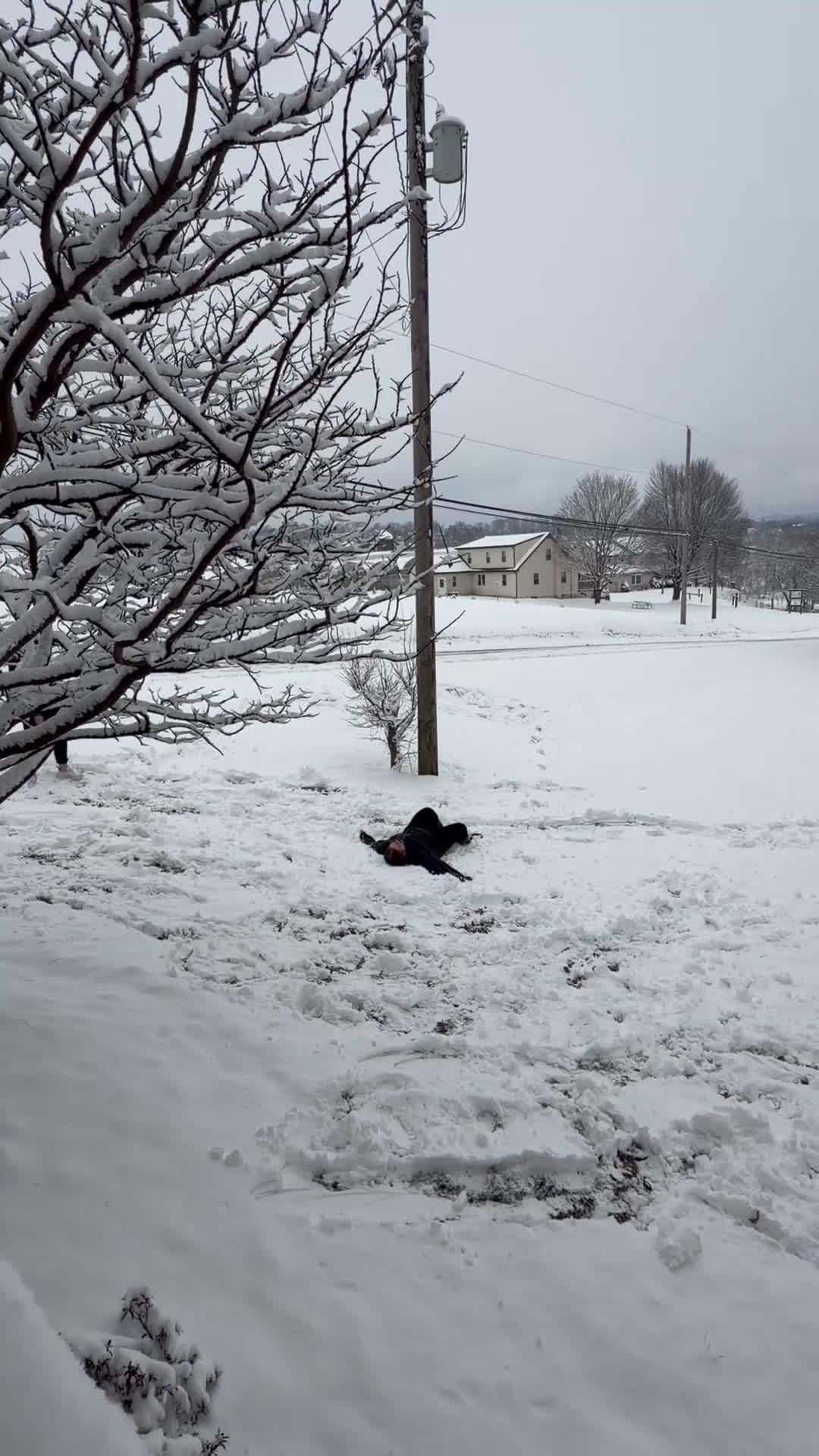 Cavapoo dogs for sale: Cavapoo Puppy 2 (Camo) - Video 1