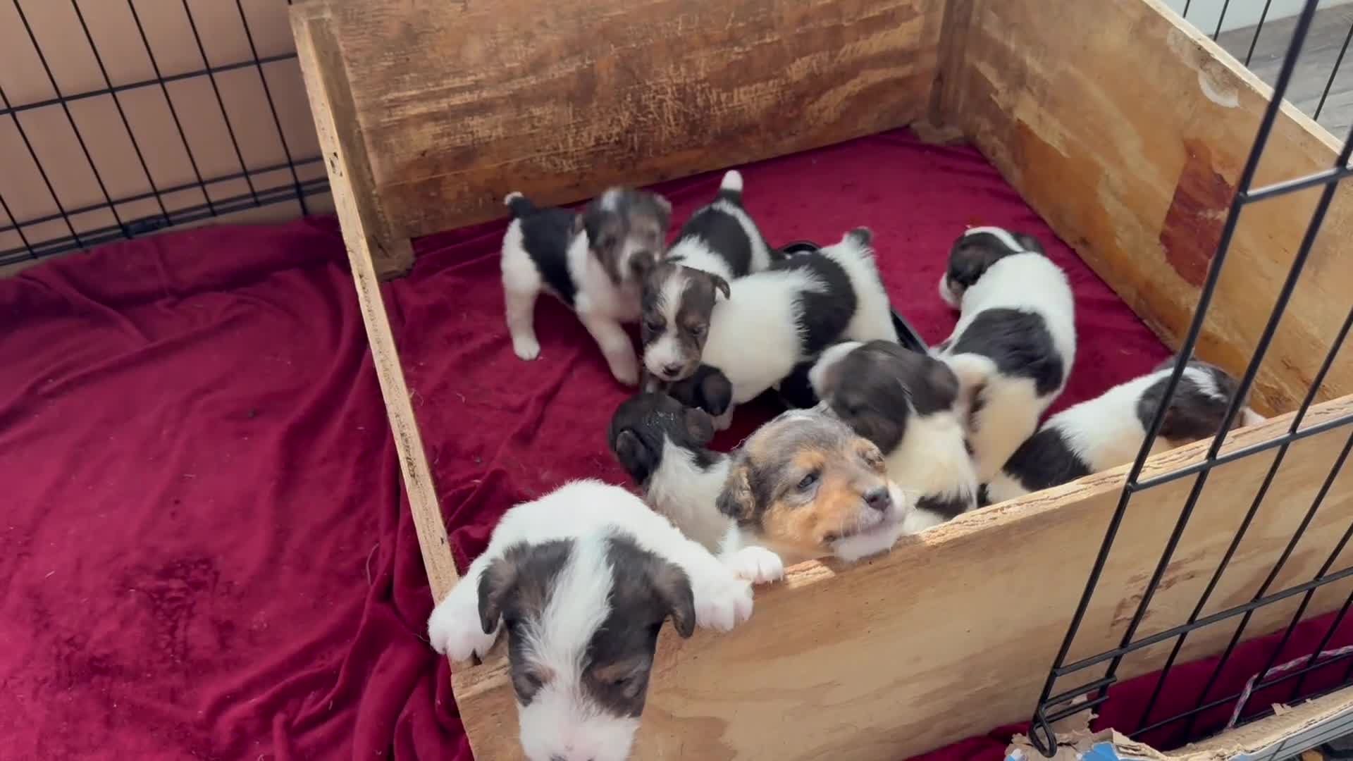 Wire Fox Terrier dogs for sale: Fru Fru  - Video 1