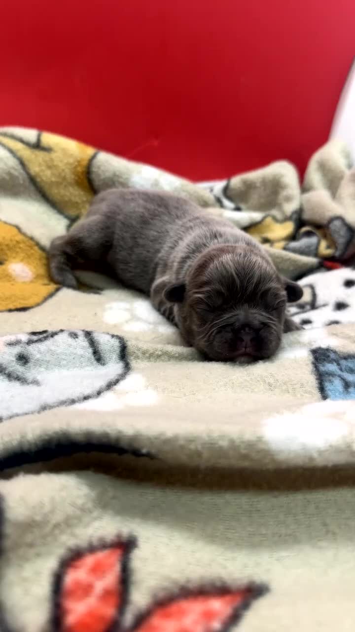 French Bulldog dogs for sale: Full Fluffy Lilac  - Video 1