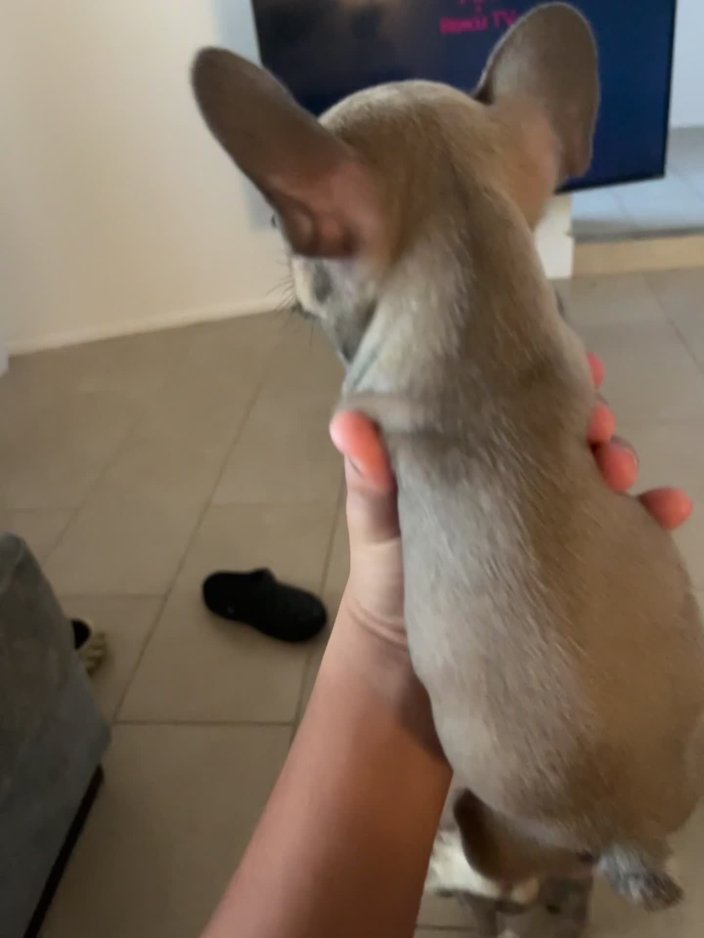 French Bulldog dogs for sale: French Bulldog 3 - Video 1