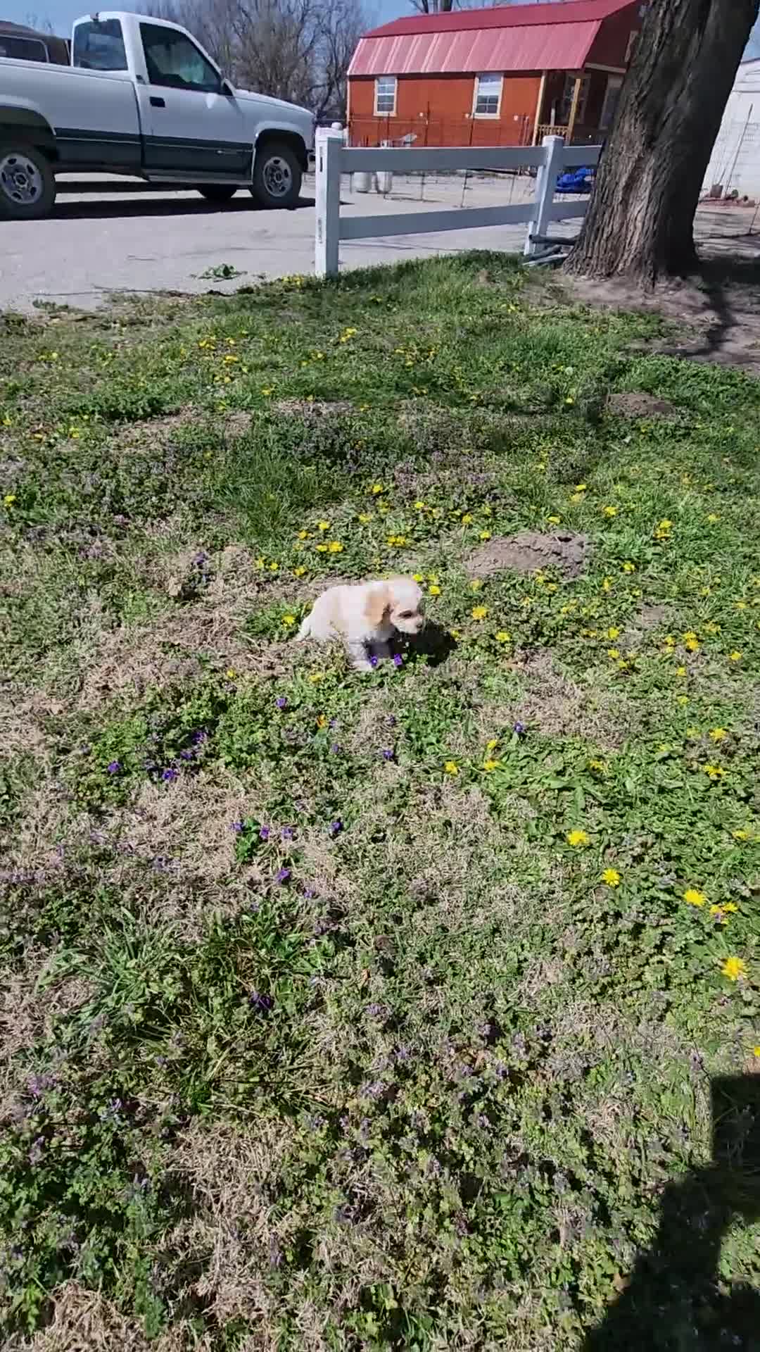 Cavapoo dogs for sale: Mini Cavapoo Boy 2 - Video 1