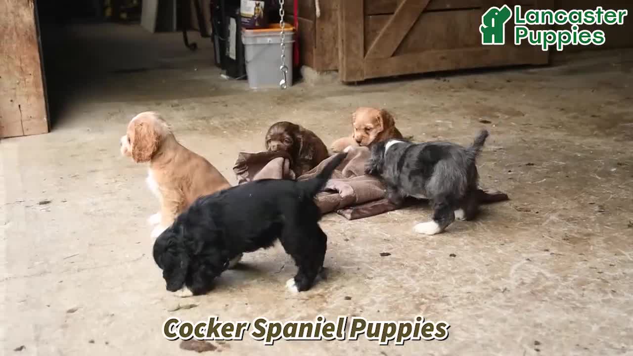 English Cocker Spaniel dogs for sale: Scout - Video 1