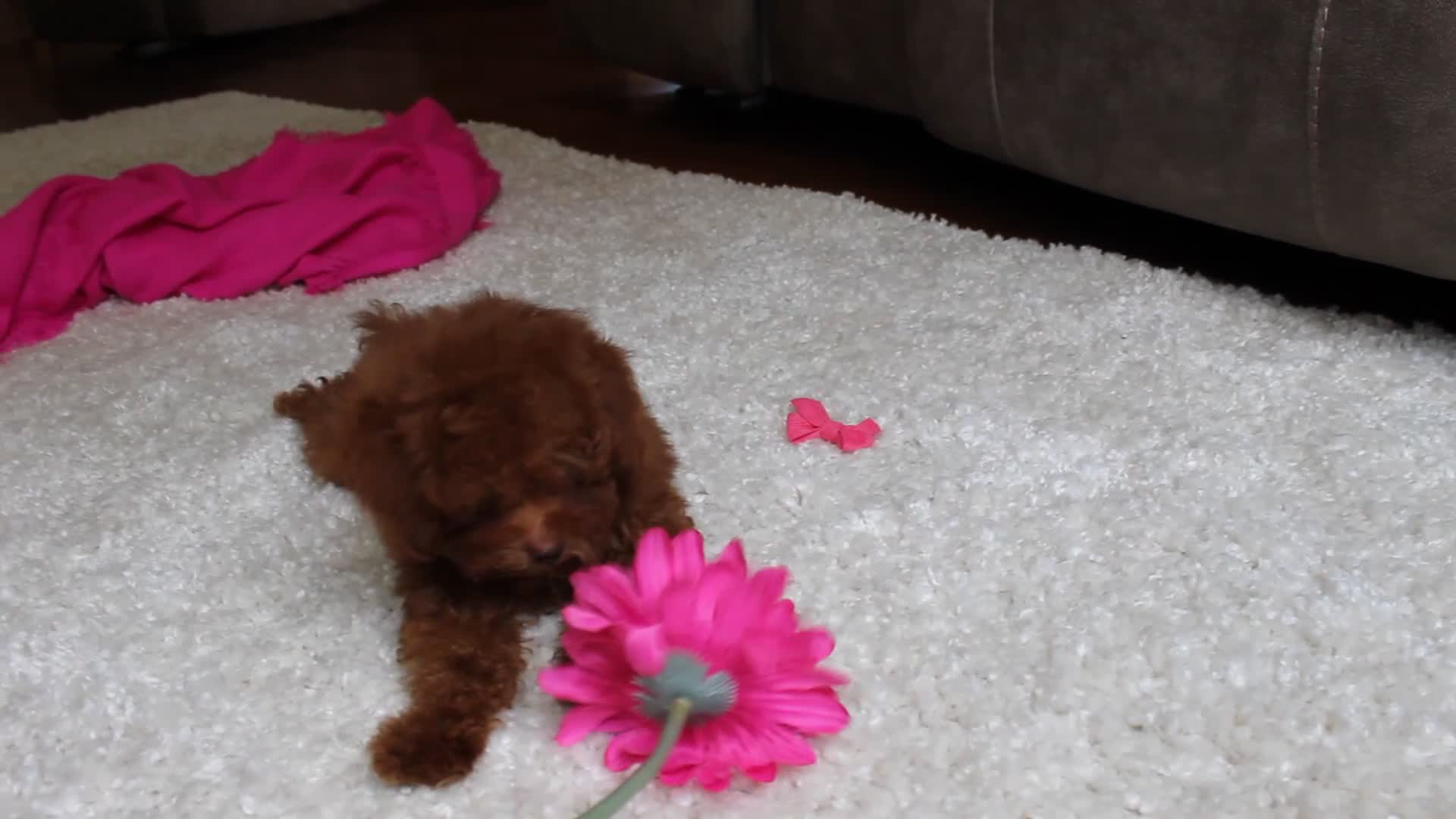 Toy Poodle dogs for sale: Mia - Video 1
