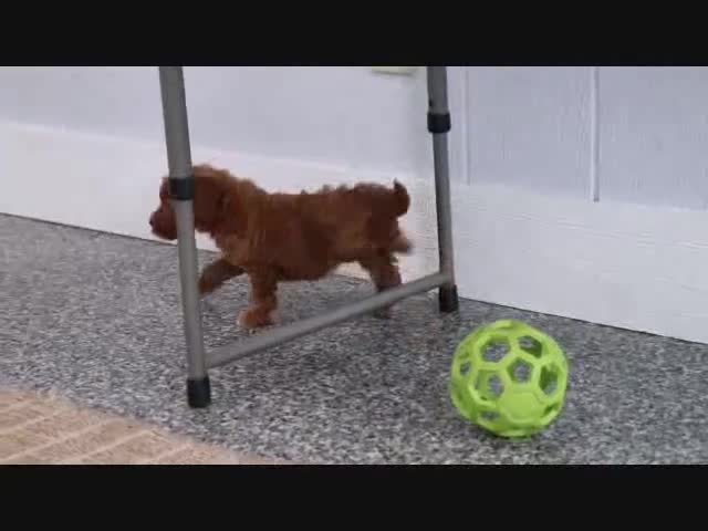 Mini Goldendoodle dogs for sale: Honey - Video 2