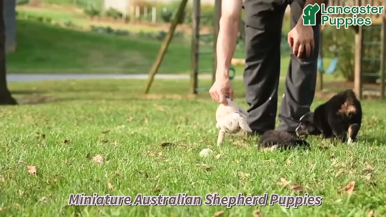 Miniature Australian Shepherd dogs for sale: Zinniea - Video 1