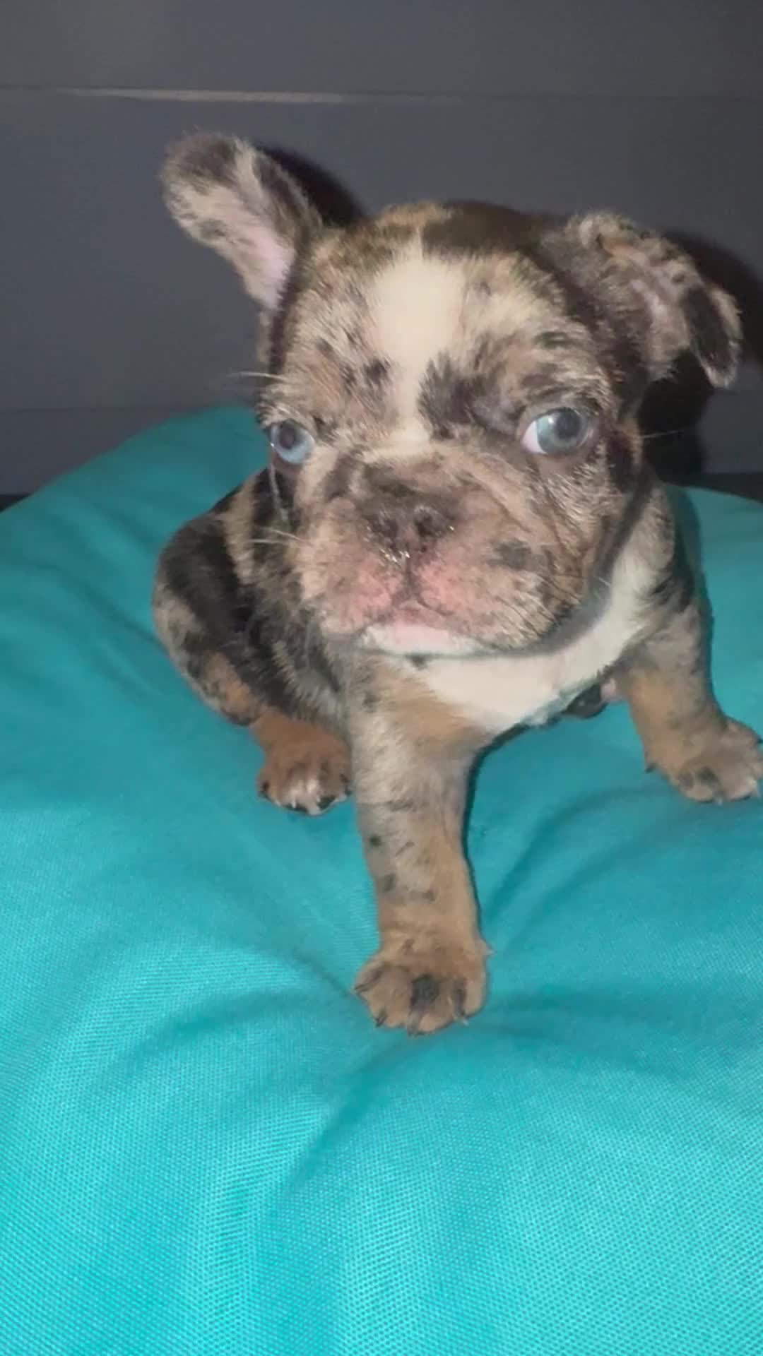 French Bulldog dogs for sale: Mellow - Video 1