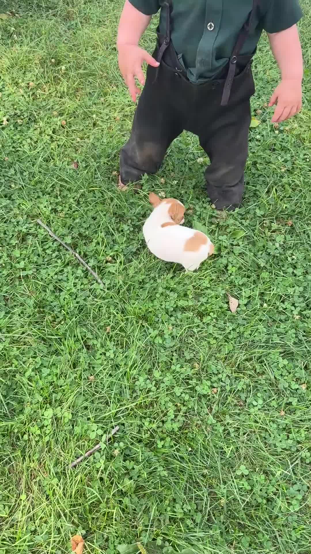 Chihuahua dogs for sale: Honey - Video 1
