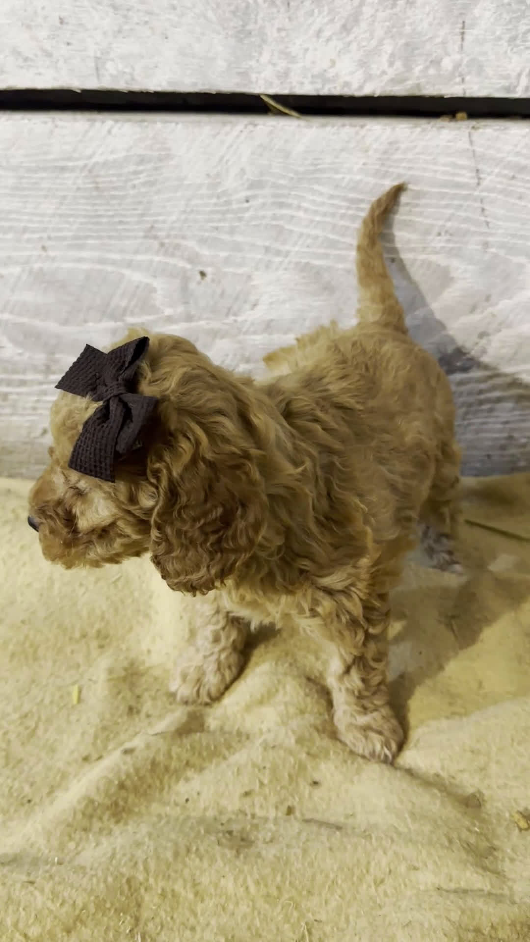 Miniature Poodle dogs for sale: Blaze- AKC GENETICALLY TESTED PARENTS - Video 5