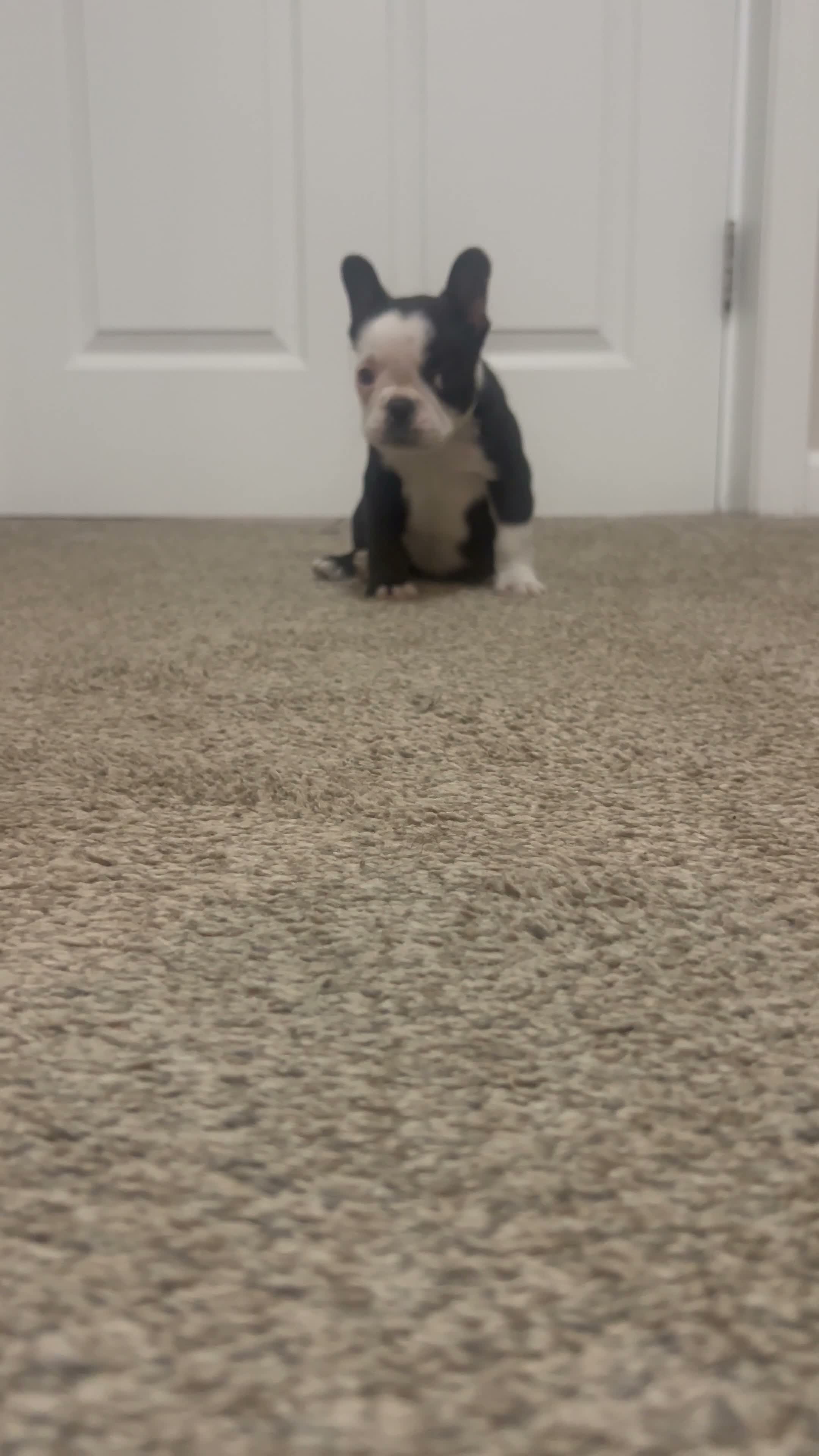 Frenchton dogs for sale: Panda  - Video 1