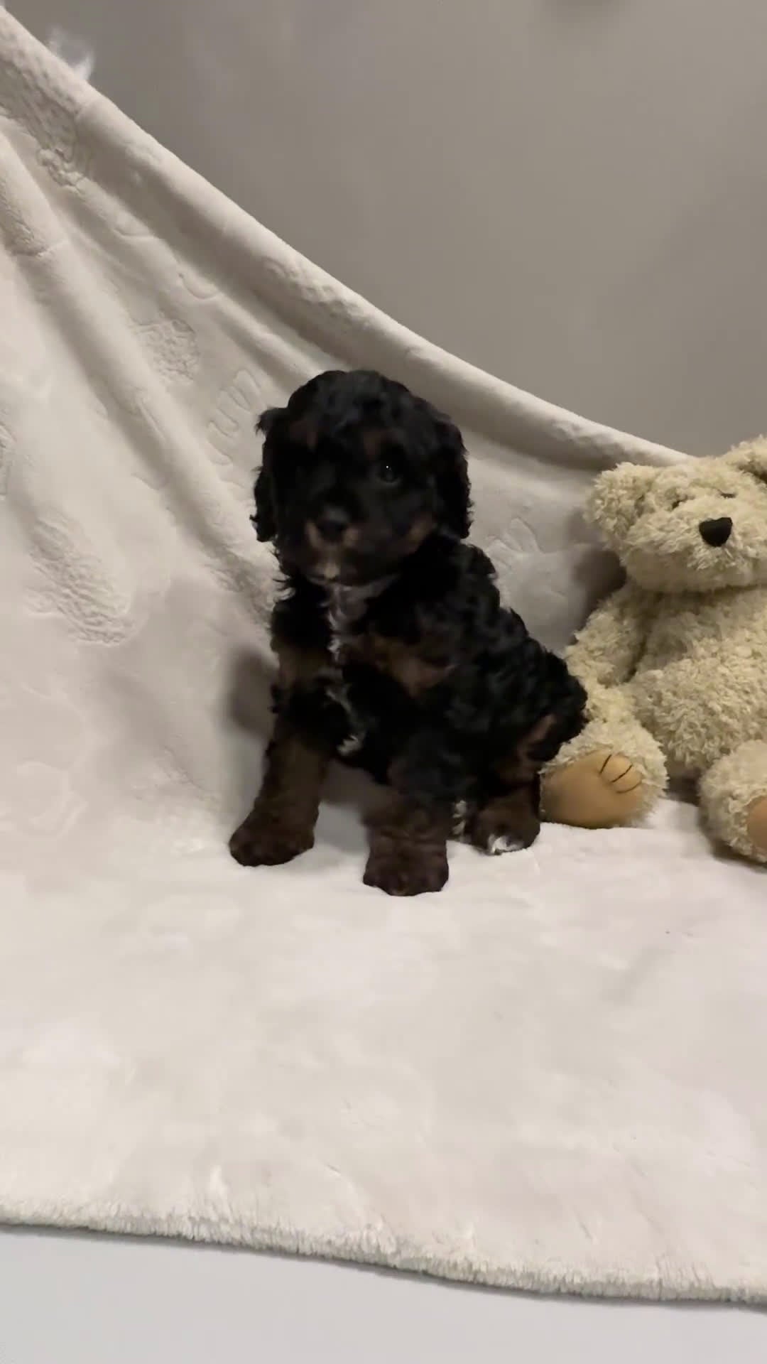 Cavapoo dogs for sale: Rex - Video 2